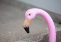 IMG_2489 flamingo at 2.8